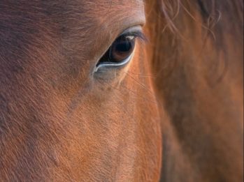 brown horses eye in close up photography