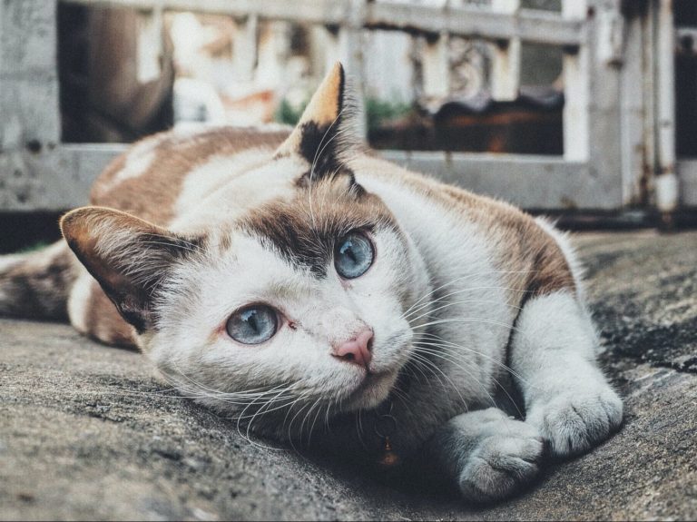 selected-focus photo of tricolor cat leaning on gray concrete paving