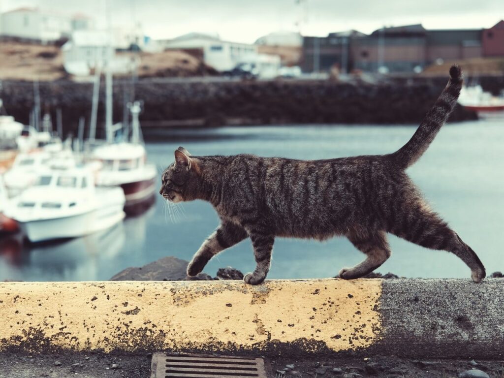 tabby cat on ledge